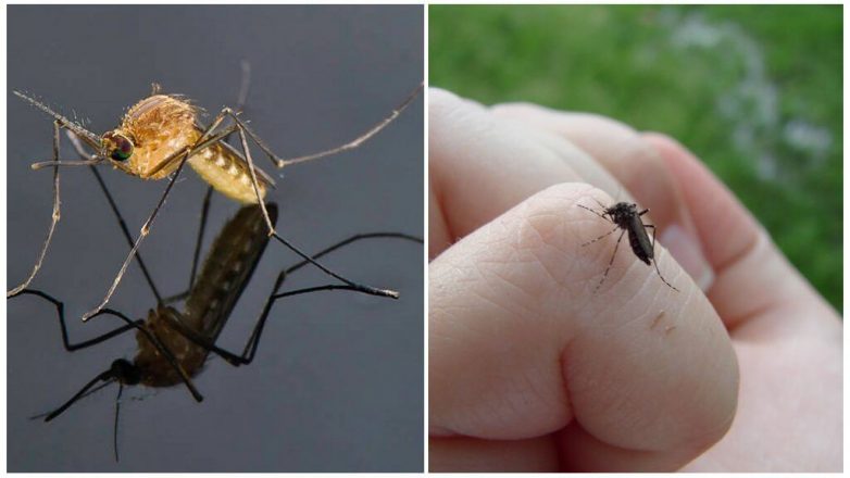 Почему комары кусают одних людей чаще других