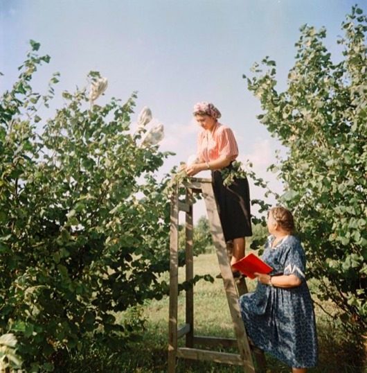 Цветные фотографии 50-х годов