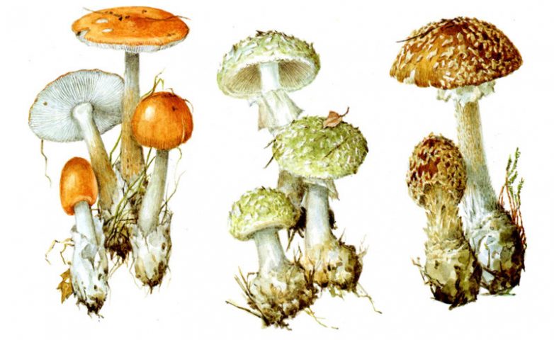 Советские открытки про грибы