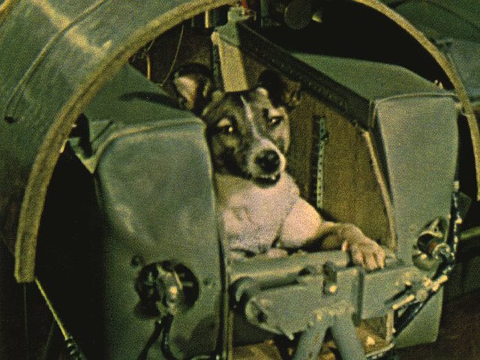 Неизвестная история первой собаки-космонавта