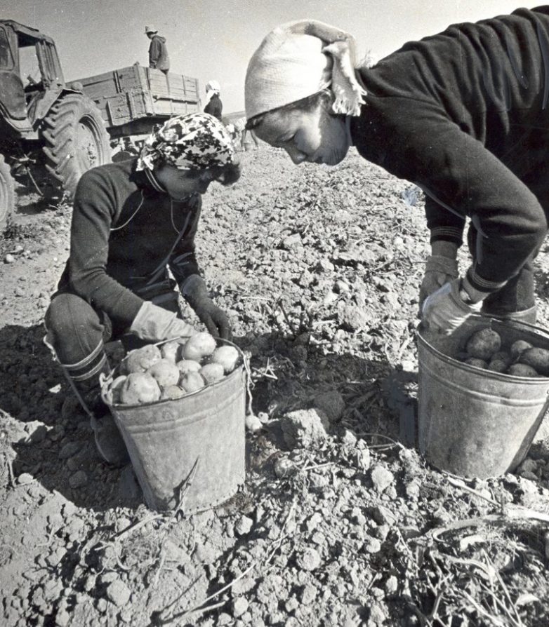 Картошка, колхоз, овощебазы - осенние сельскохозяйственные развлечения