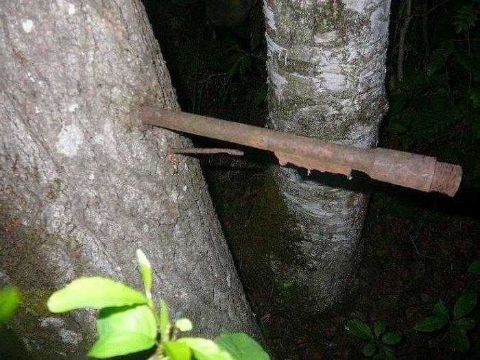 Оружие ВОВ, вросшее в деревья