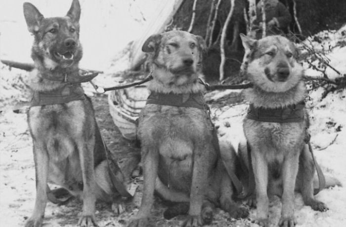 Как собаки помогали солдатам во время ВОВ