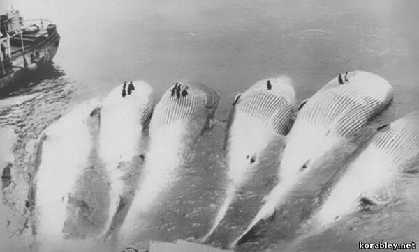 Как жили советские китобои