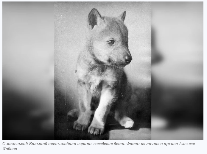 Это был первый в мире волк, которого приручили к розыску преступников