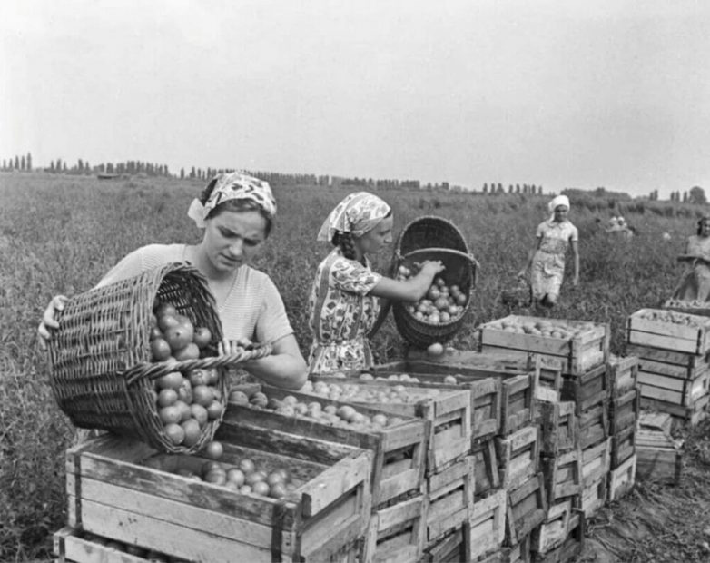 Как в Советском Союзе собирали урожай