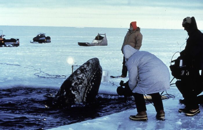 Как советские моряки и американские эскимосы спасли серых китов