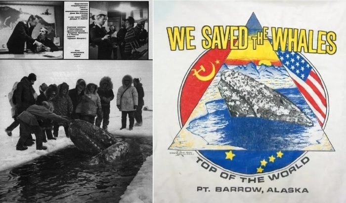 Как советские моряки и американские эскимосы спасли серых китов