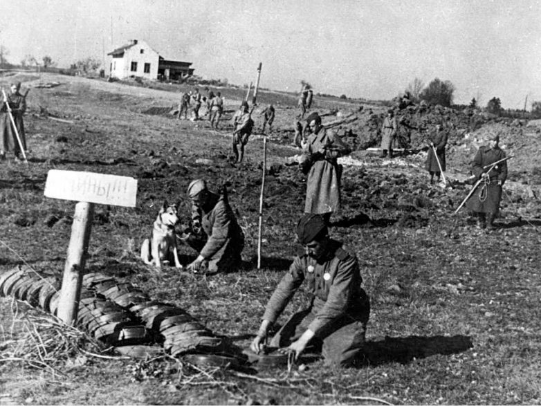Собаки-герои на службе Красной Армии
