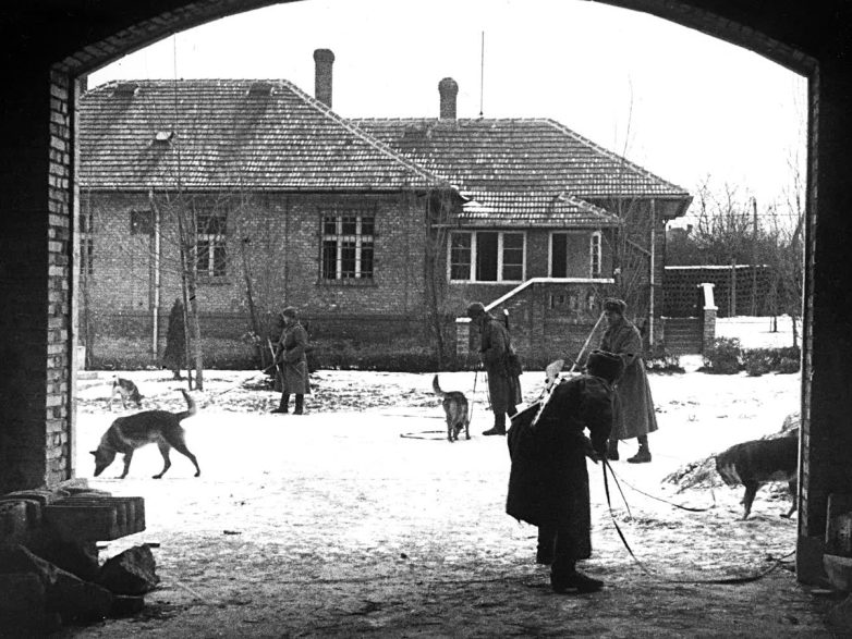 Собаки-герои на службе Красной Армии