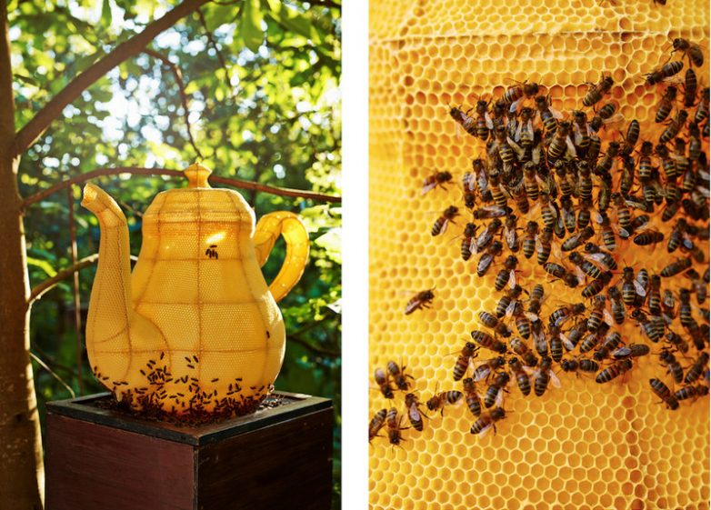 60 000 пчел вылепили миленький чайник