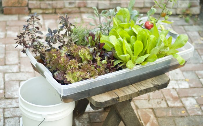 Огород в домашних условиях: свежая зелень на столе круглый год