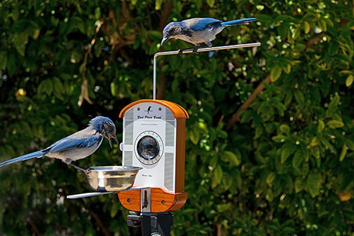 19 идей для домашнего декора для любителей птиц