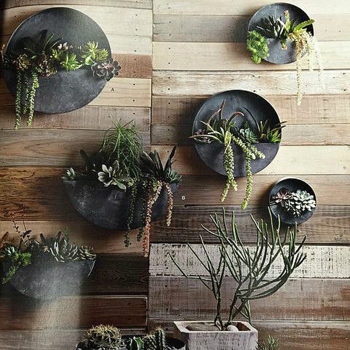 20 сочных примеров вертикального размещения комнатных растений