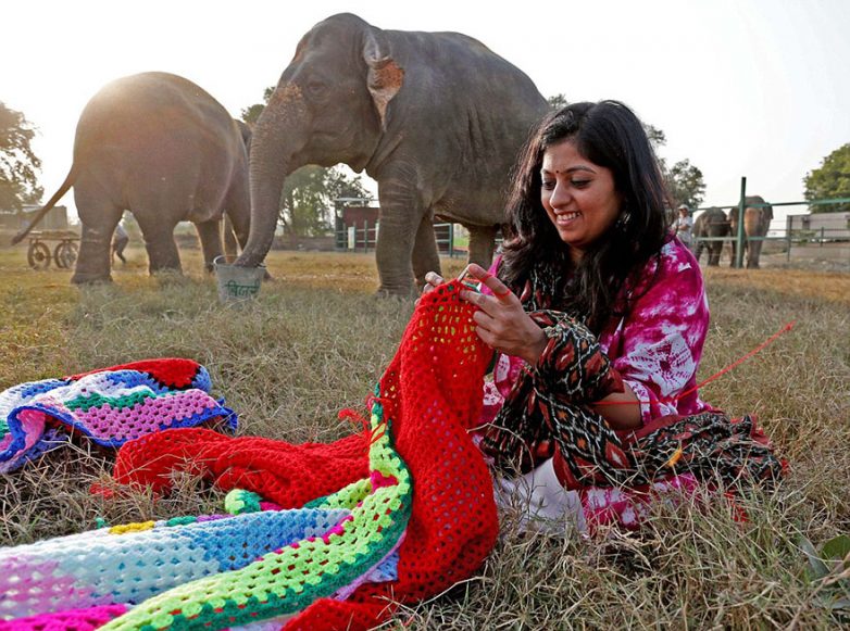 Волонтёры вяжут свитера, чтобы согреть слонов