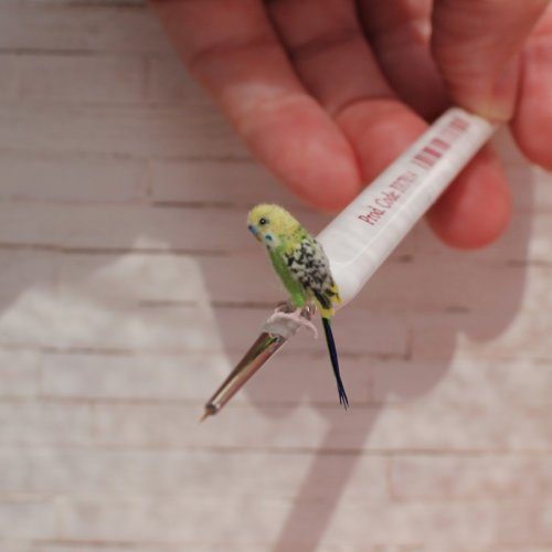 Реалистичные птицы от художницы Кэти Дока
