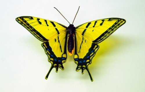 Стеклянные бабочки от Лауры Харт