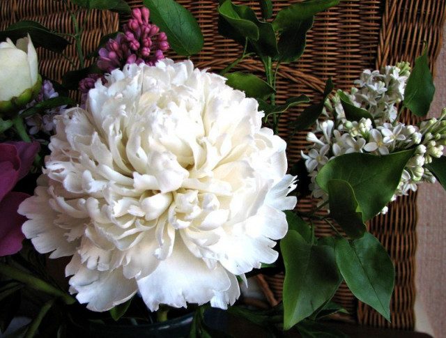 Невероятно реалистичные фарфоровые цветы от Олеси Галущенко