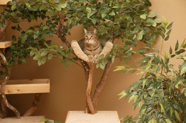 Лазалка для кошки из спиленного дерева