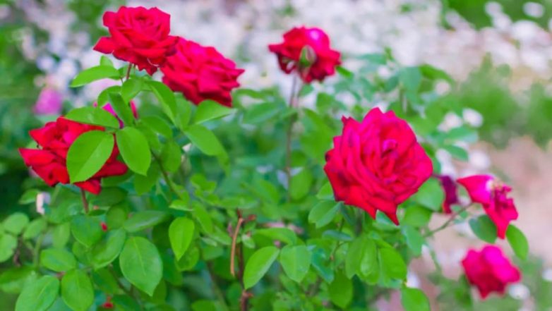 Розы — лучшее украшение ландшафтного дизайна