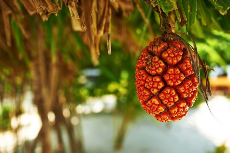 10 самых интересных фруктов из разных стран