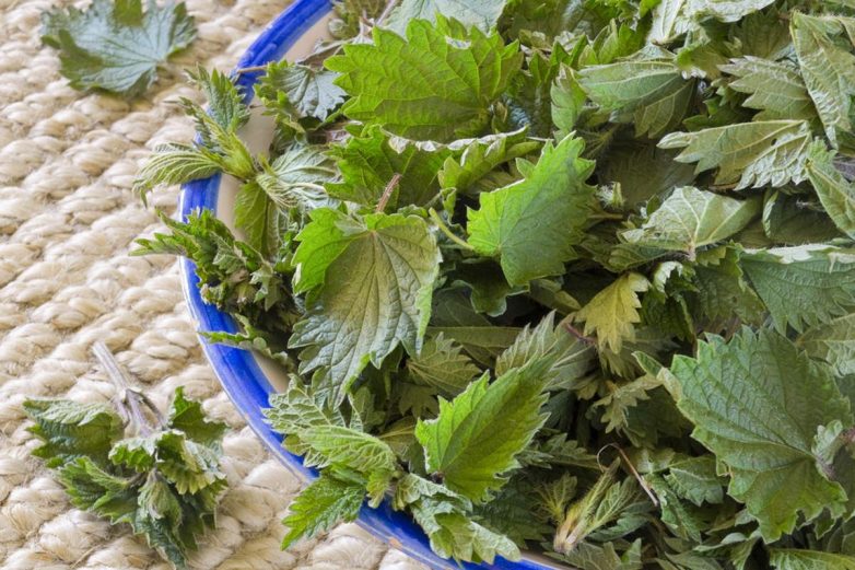 Витаминный зеленый салат из молодой крапивы