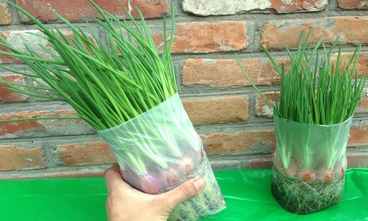 3 способа вырастить зелёный лук на подоконнике