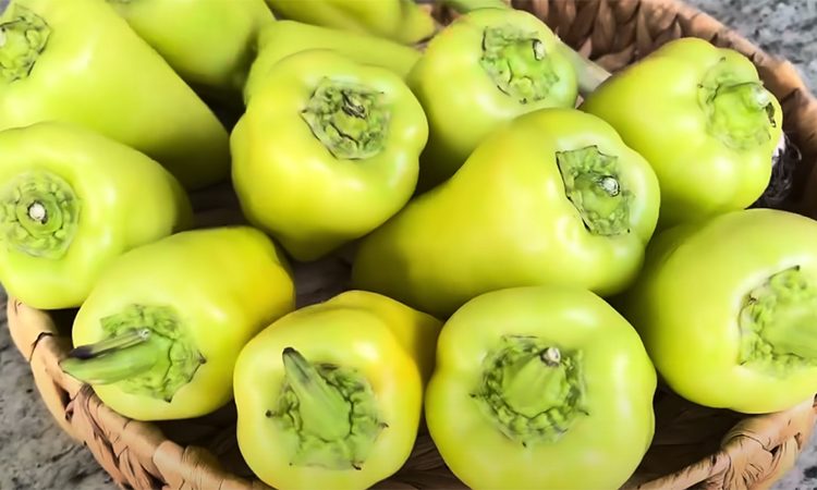 Жареные с чесноком подойдут к любому мясу. Армянская закуска из перцев