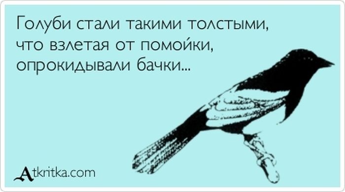 Мужчины как птицы умеют долго и красиво петь а потом нагадить и улететь картинки