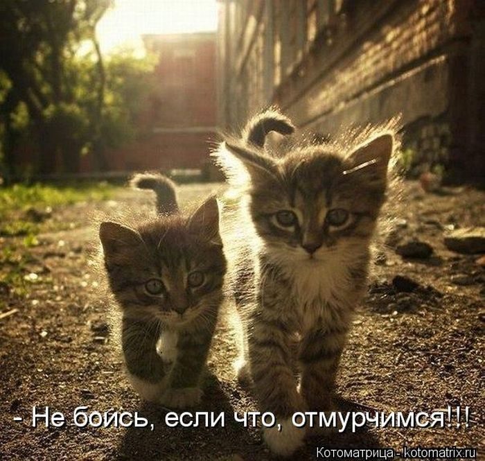 Котоматрицы