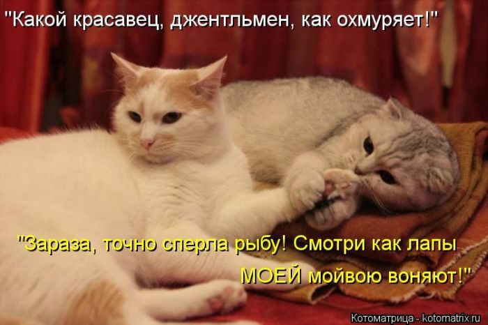 Котоматрицы