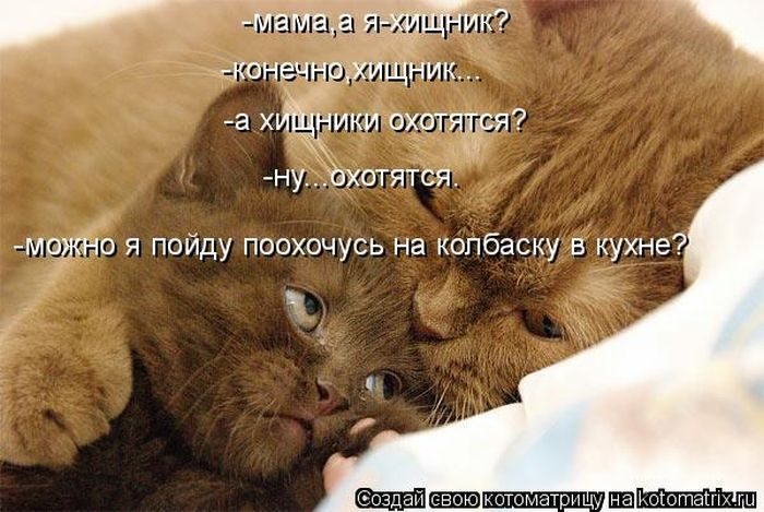 Весёлые Котоматрицы