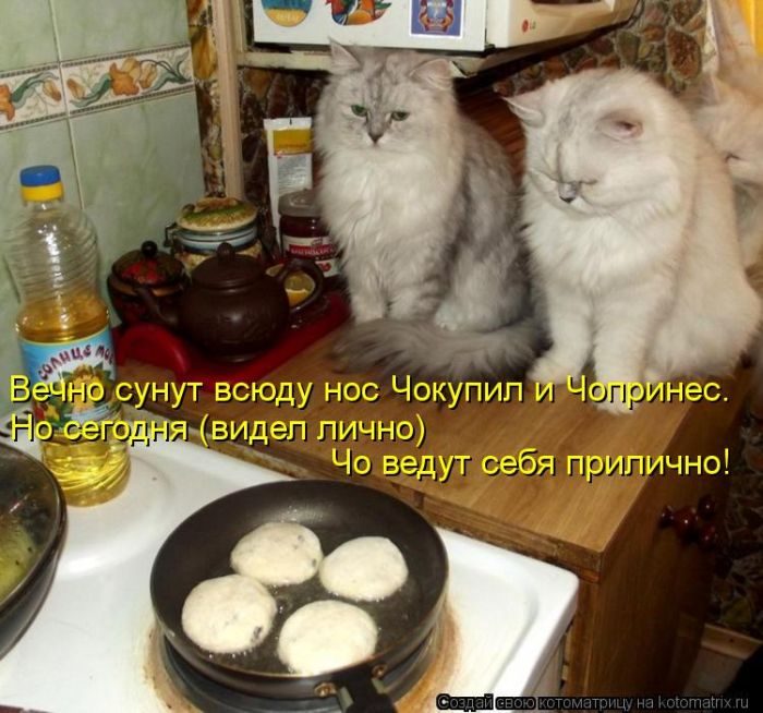 Котоматрица. Ржака!