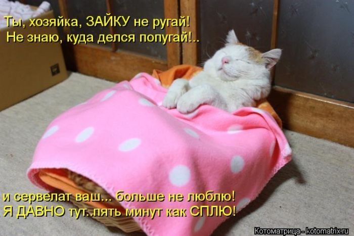 Котоматрица. Ржака!