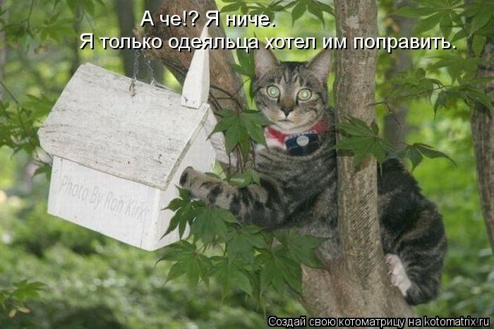 Любимая Котоматрица