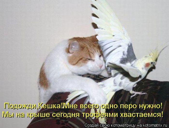 Котоматрица. Ржака!