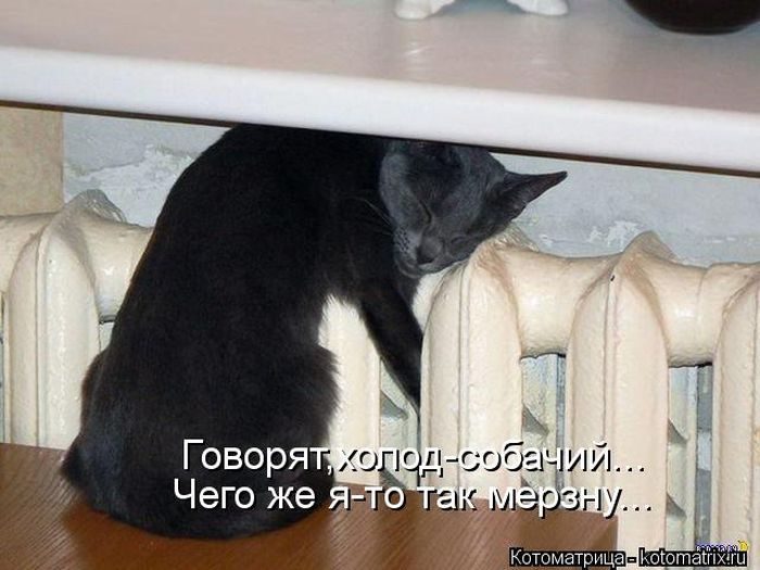 Смешные Котоматрицы