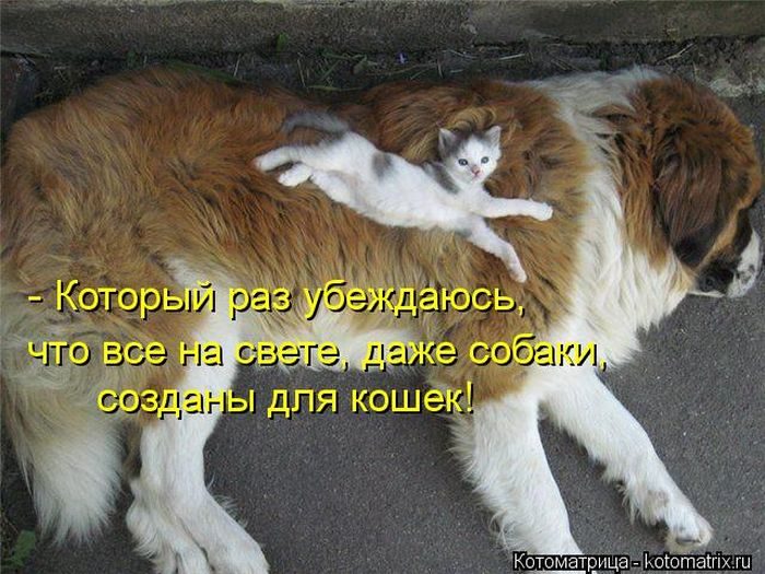 Весёлые Котоматрицы