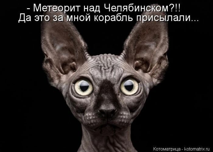 Замечательная Котоматрица