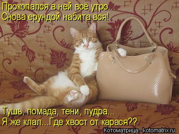 Котоматрица. Любимые картинки