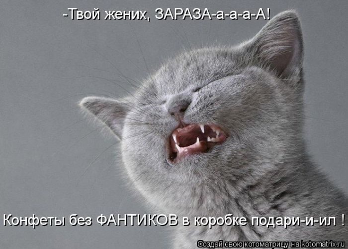 Прикольный сборник от Котоматрицы