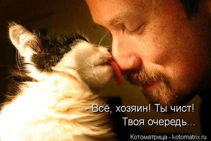 Любимая Котоматрица