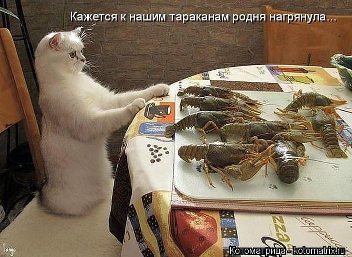 Весёлые Котоматрицы