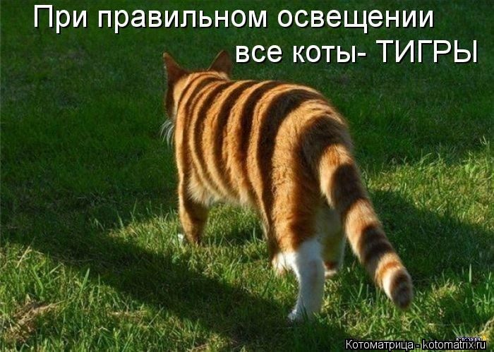 Лучшие Котоматрицы. Продолжение