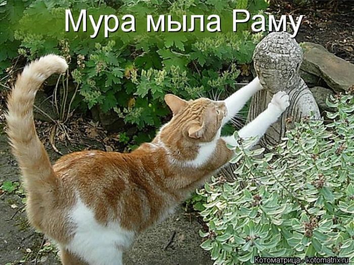 Любимая Котоматрица