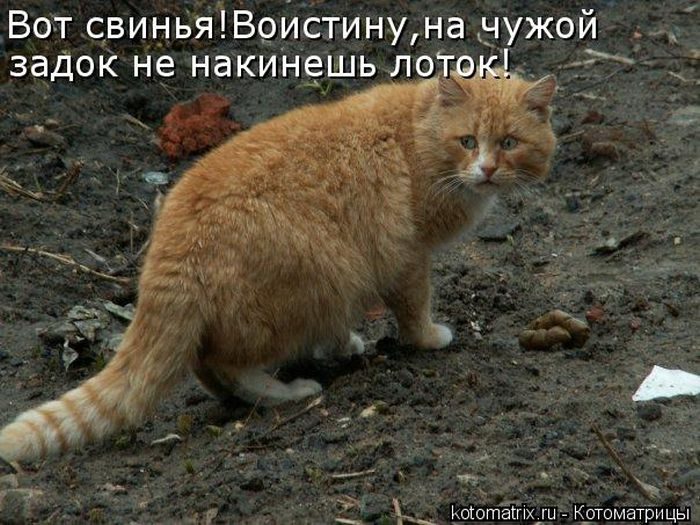 Котоматрица. Новое