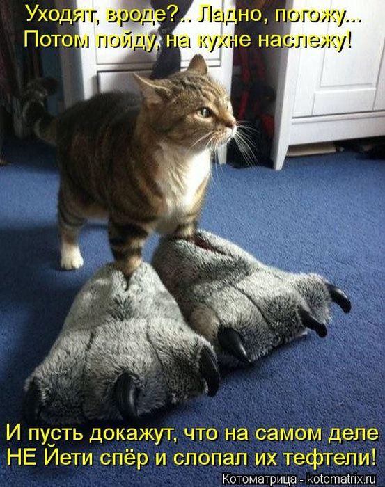 Котоматрица. Ржака!