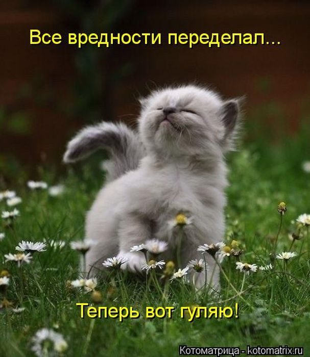 Смешные Котоматрицы