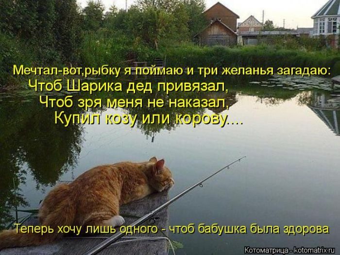 Лучшие Котоматрицы. Продолжение