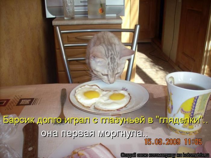 Котоматрица. Продолжение